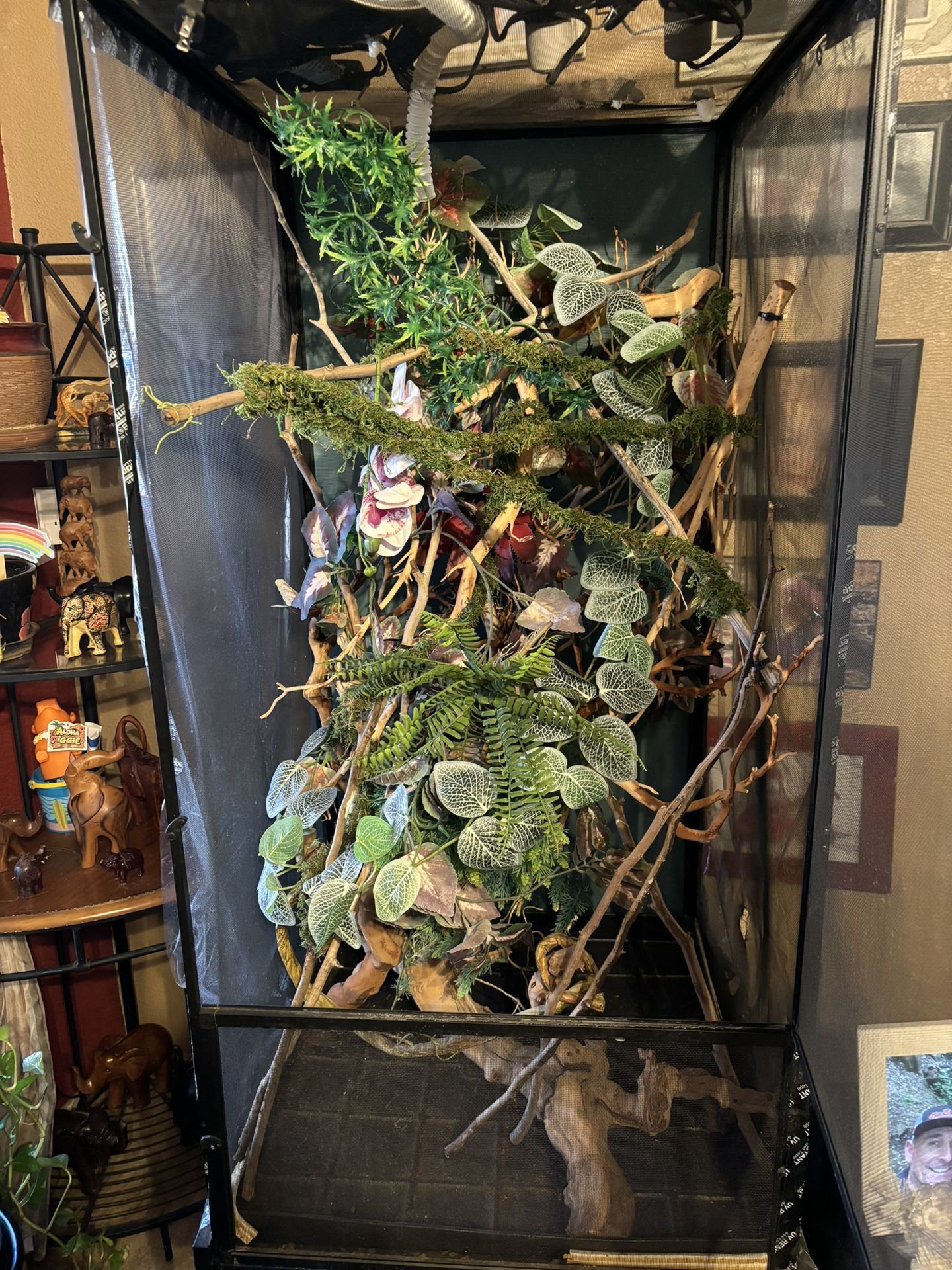 Reptile terrarium for Sale in Chandler, AZ - OfferUp