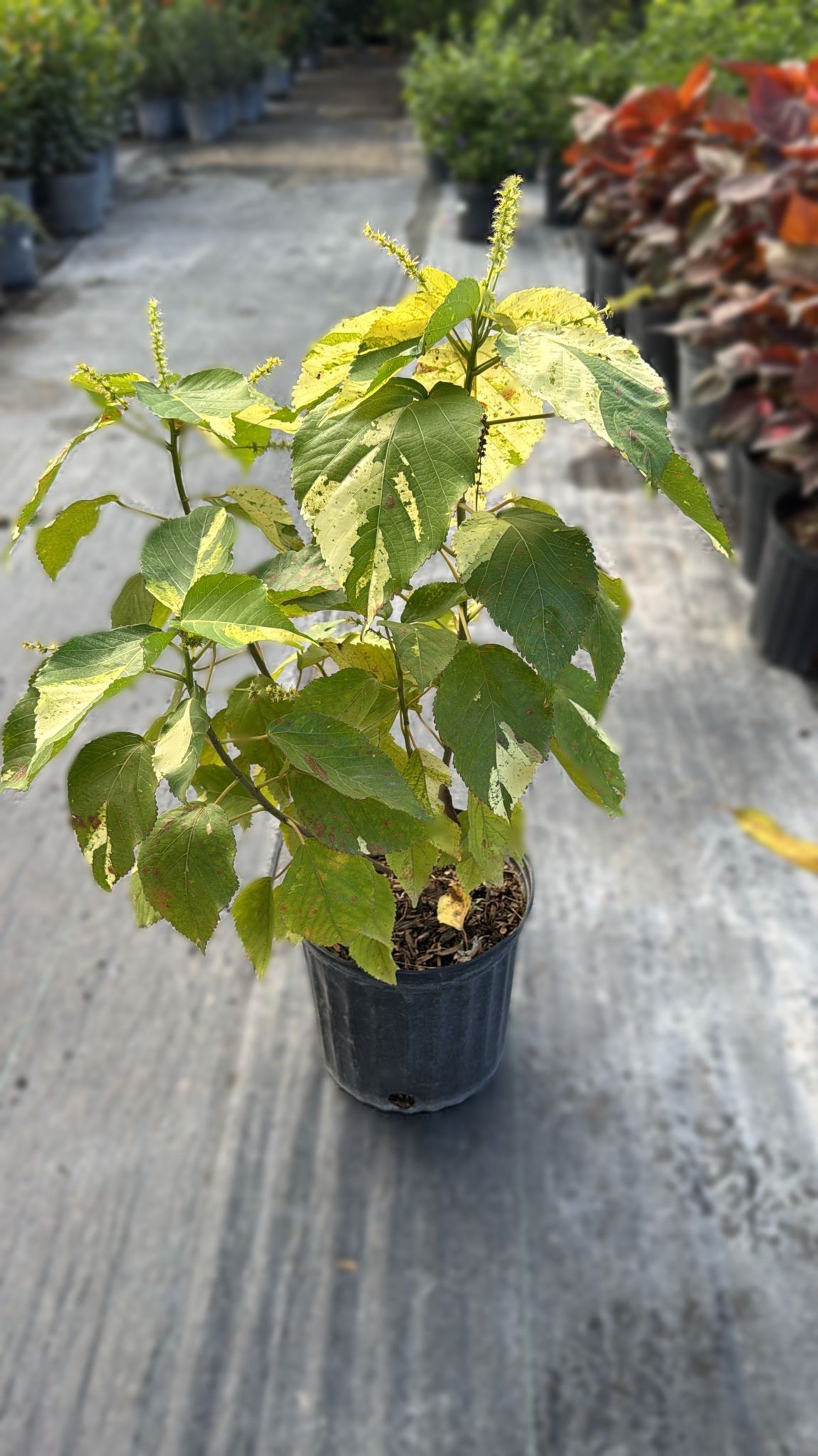 Copper Leaf Green Plant 7-Gallon - Brighten Your Landscape! 