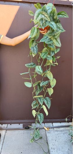 6” xl Scindapsus exótica