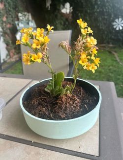 Beautiful plant