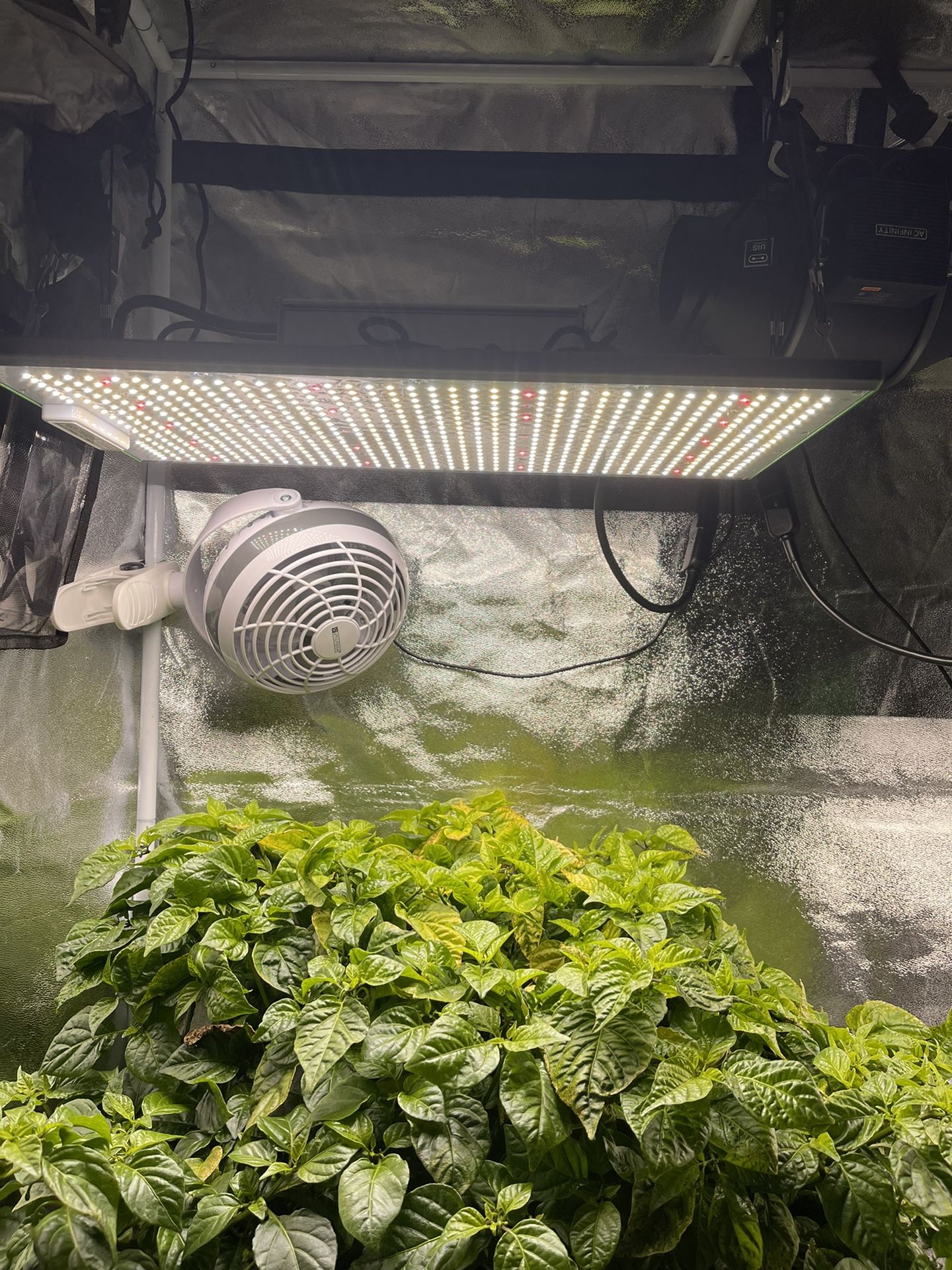 Grow Light