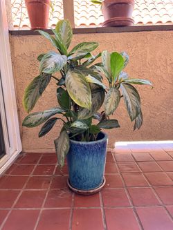 3ft Chinese Evergreen (Aglaonema) Plant & Blue Ceramic Glazed Pot