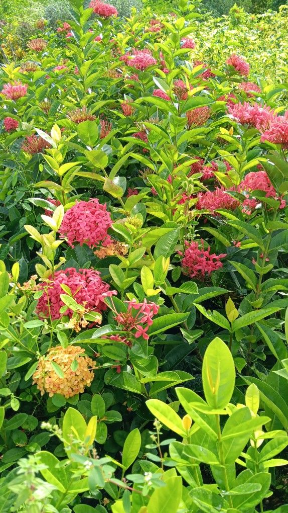 Ixora Nora Grant Privacy Hedges 7gl 16 for Sale in Miami, FL OfferUp