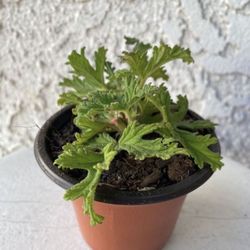 3 Inch Pot of Mosquito Repellent Citronella Plant - Beautiful Purple Flowers 🌸 - Drought Resistant - Rooted & Established 