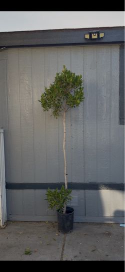 Ficus nitida ( laurel de la india)