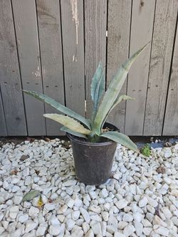 Agave plant