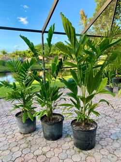 Ptychosperma Schefferi palm ( Scheffer's Palm) 7g palm tree