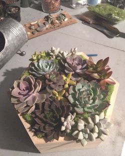 Succulent Arrangements