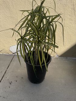 Marginata /dragon tree