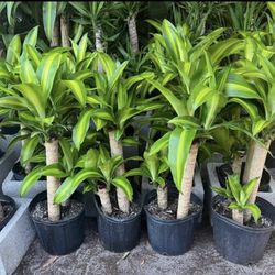 HOME PLANTS- SPECIAL PRICE MASS CANE (3 GL)