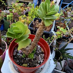 Bonsai Succulent Plants Pick Up In Upland