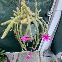 Blooming Rat Tail Long Plant, In 6 Inch Pot Pick Up Only