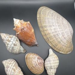 Sea Shell Set - 2 to 6 Inch 