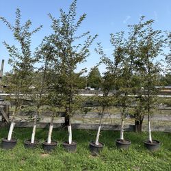 Okame Flowering Cherry Tree