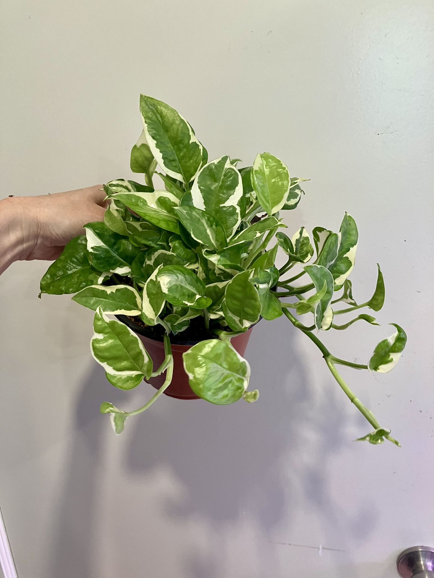 N’Joy Pothos Plant In 6” Pot