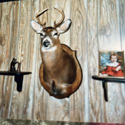 Shoulder Mounted 8 Point Buck