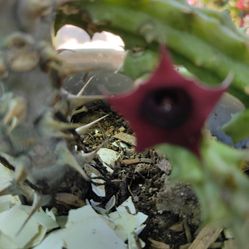 Cactus Red