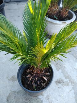 Sago palm