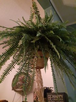 Macrame plant holder 5', artificial plant 3'wide, ceramic base $65.00