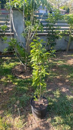 Soursop Guanabana fruit tree