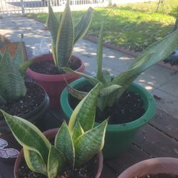 Snake Plant/ Lengua De Suegra
