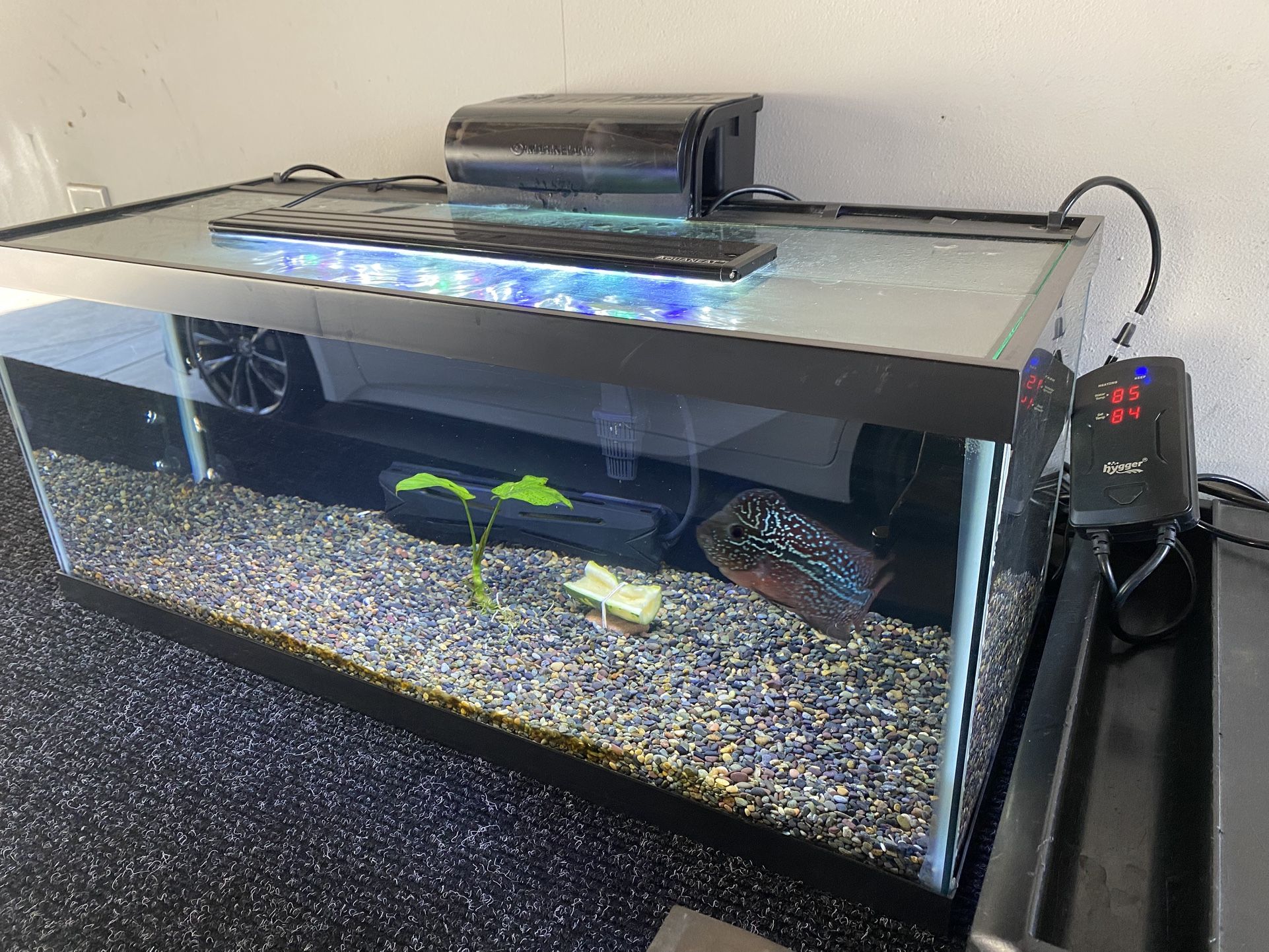 Fish Tank