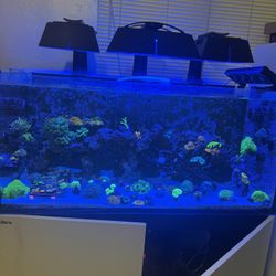 Redsea 450 Fish Tank 90 Gal+ Stand + Sump