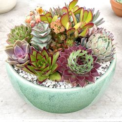 Succulent Plants Arrangements And Hanging Baskets In COVINA 