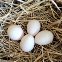 Silkie Eggs 