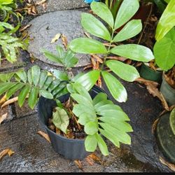 Cardboard Plant Landscape Plant