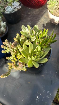 Suculentas