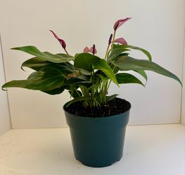 Purple anthurium 6” pot