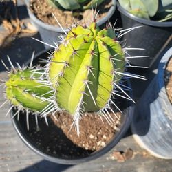 Cactus