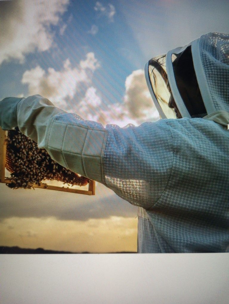 Adult Bee Suit XXL