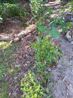 Thailand Red hots