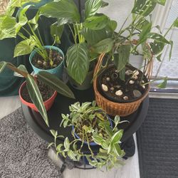 Sale Inside plants 