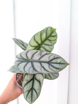 Alocasia Baginda Silver Dragon Plant 4" Pot - Indoor House Plants