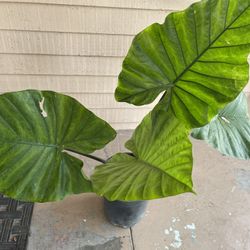 Big Black And Green Elephant Ear Plant 