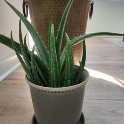 Plants with Pots (2)