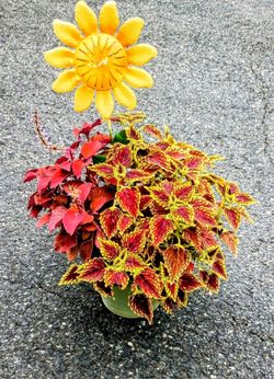 Beautiful Live Plants