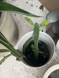 Prickly pear cactus arms to plant