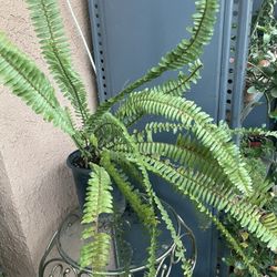 HERMOSAS PLANTAS NATURALES “HELECHO PLANT