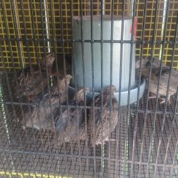 Codornices  En Venta