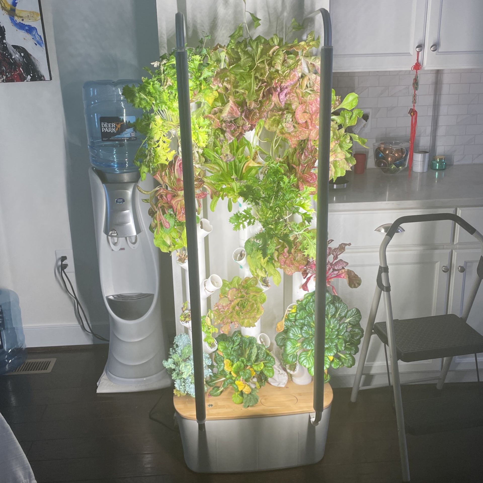 Gardyn Hydroponic Plantation