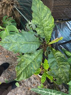 Large Variegated Philodendron Plant in Pot