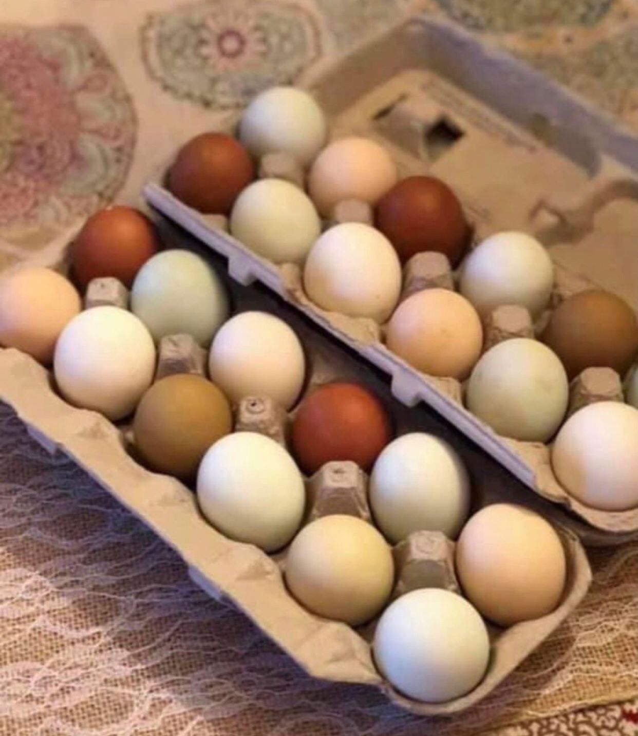 Fertilized eggs For Haching Chicks Incubator Or Broody Hen
