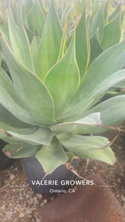 Agave Blue Flame