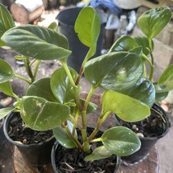 Peperomia. plant