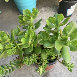 Succulents And Jade