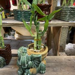 Lucky bamboo with Plant Pot